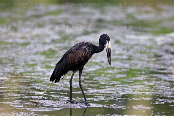 African Openbill (Anastomus lamelligerus)