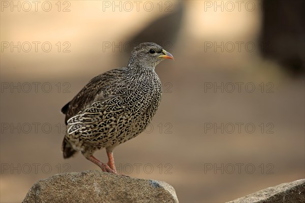 Natal spurfowl or Natal francolin (Francolinus natalensis)