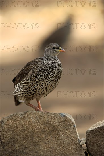 Natal spurfowl or Natal francolin (Francolinus natalensis)