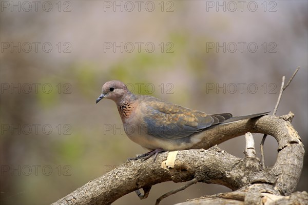 Laughing dove (Streptopelia senegalensis)