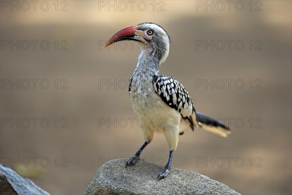 Northern Red-billed Hornbill (Tockus erythrorhynchus)