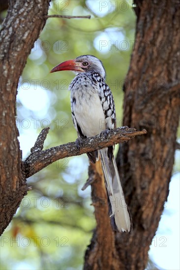 Northern Red-billed Hornbill (Tockus erythrorhynchus)