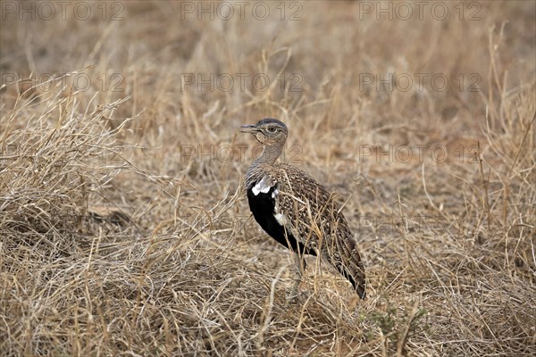 Black-bellied Bustard (Lissotis melanogaster)