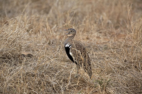 Black-bellied Bustard (Lissotis melanogaster)