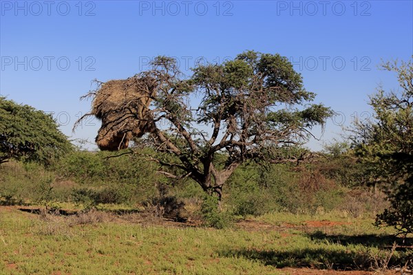 Sociable weaver (Philetairus socius) nest in a tree