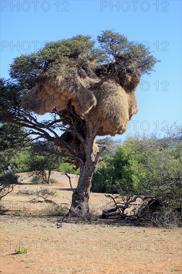 Sociable weaver (Philetairus socius) nest in a tree