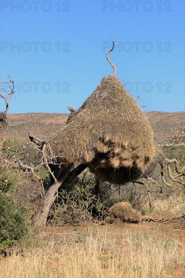 Sociable weaver (Philetairus socius)