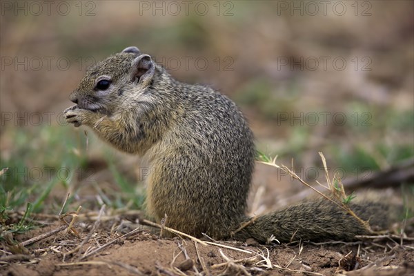 Smith's Bush Squirrel (Paraxerus cepapi)