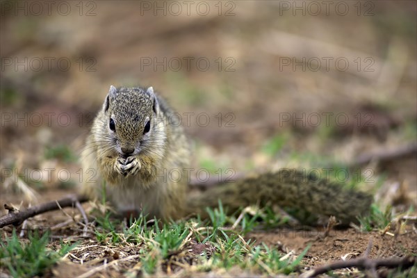 Smith's Bush Squirrel (Paraxerus cepapi)