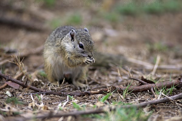 Smith's Bush Squirrel (Paraxerus cepapi)