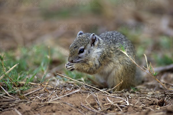 Smith's Bush Squirrel (Paraxerus cepapi)