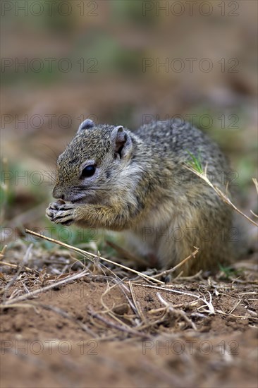 Smith's Bush Squirrel (Paraxerus cepapi)