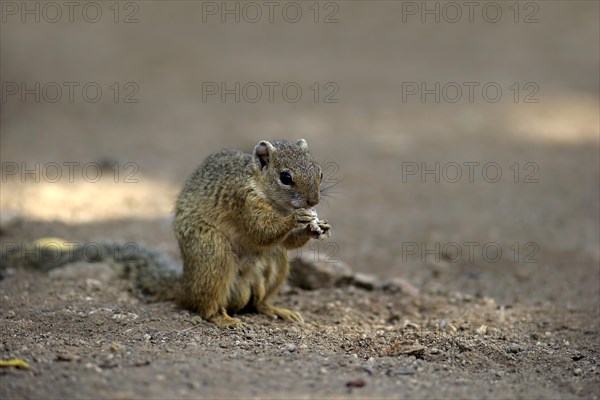 Smith's Bush Squirrel (Paraxerus cepapi)