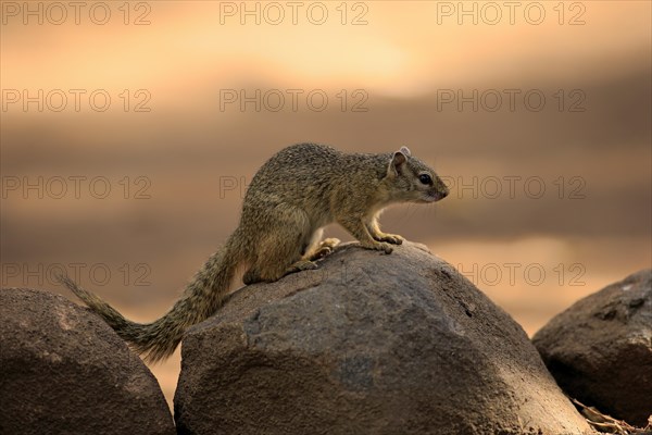 Smith's Bush Squirrel (Paraxerus cepapi)