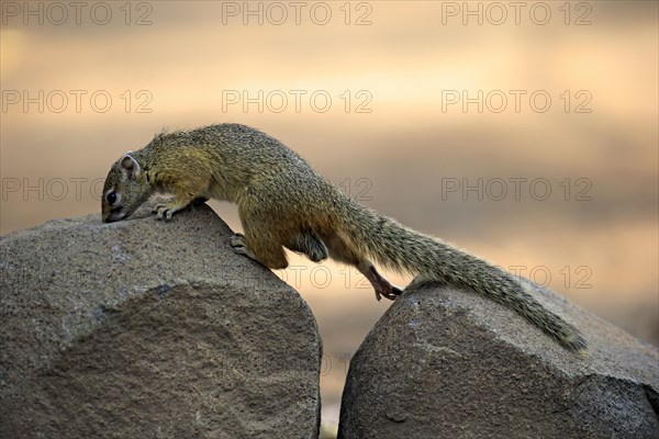 Smith's Bush Squirrel (Paraxerus cepapi)