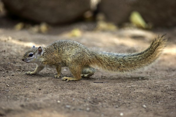 Smith's Bush Squirrel (Paraxerus cepapi)