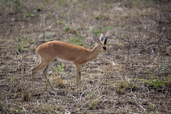 Steenbok