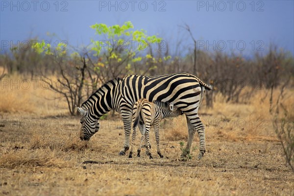 Burchell's Zebra (Equus quagga burchelli)