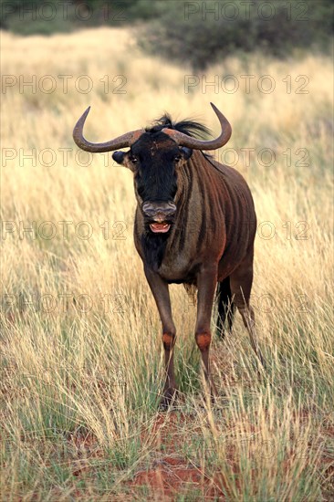 Blue Wildebeest (Connochaetes taurinus)