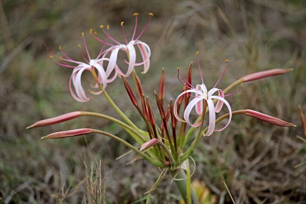 Flowering South African Crinum Lily (Crinum buphanoides)