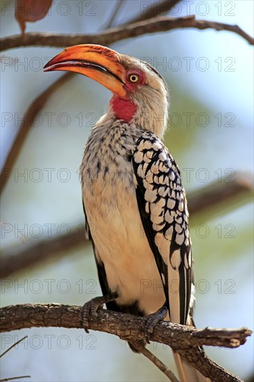 Southern Yellow-billed Hornbill (Tockus leucomelas)