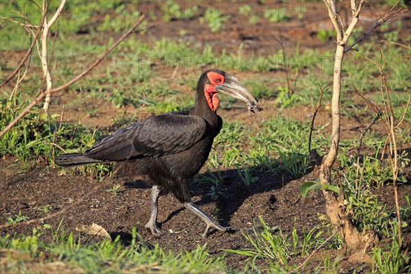 Southern Ground Hornbill (Bucorvus leadbeateri)