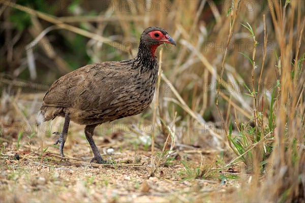 Swainson's Frankolin (Francolinus swainsonii)