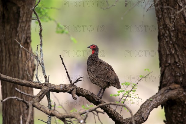 Swainson's Frankolin (Francolinus swainsonii)