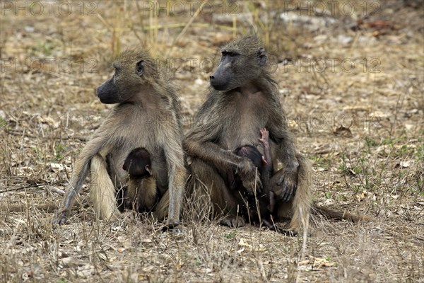 Chacma Baboons (Papio ursinus)