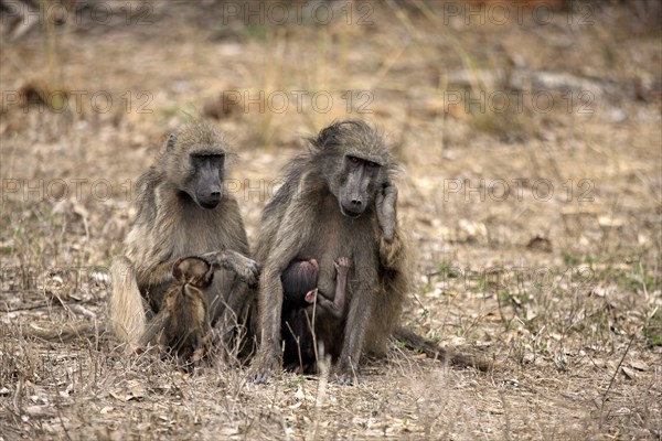 Chacma Baboons (Papio ursinus)