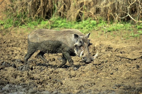 Warthog (Phacochoerus aethiopicus)