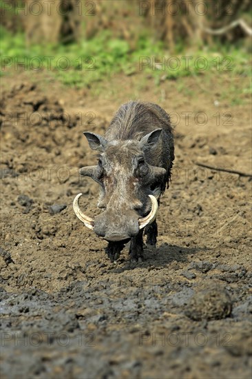 Warthog (Phacochoerus aethiopicus)