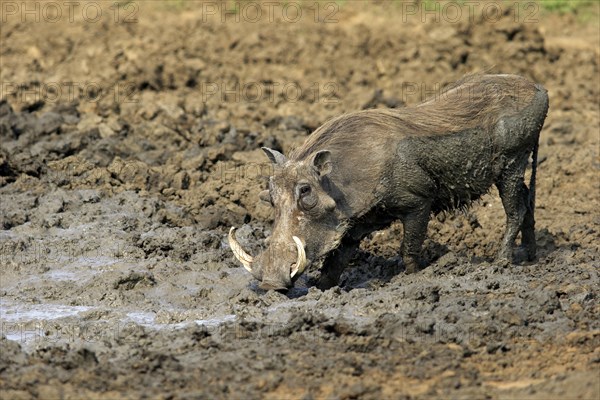 Warthog (Phacochoerus aethiopicus)