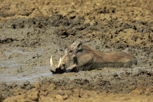 Warthog (Phacochoerus aethiopicus)