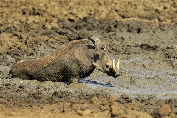 Warthog (Phacochoerus aethiopicus)