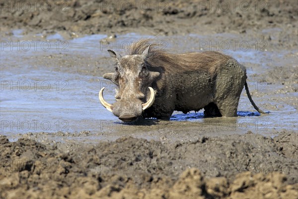 Warthog (Phacochoerus aethiopicus)