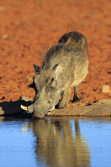 Warthog (Phacochoerus aethiopicus)