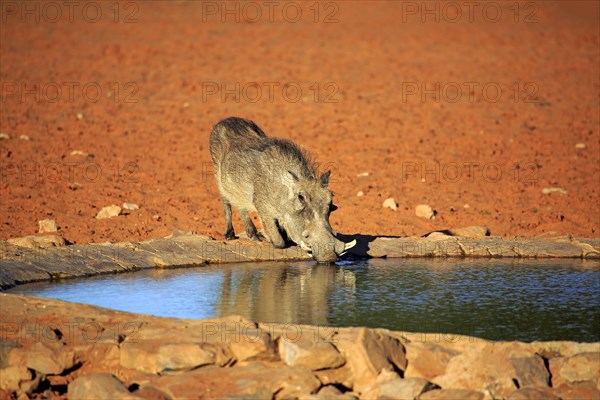 Warthog (Phacochoerus aethiopicus)