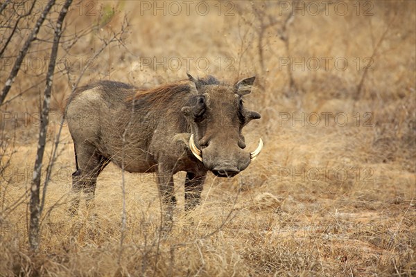 Warthog (Phacochoerus aethiopicus)