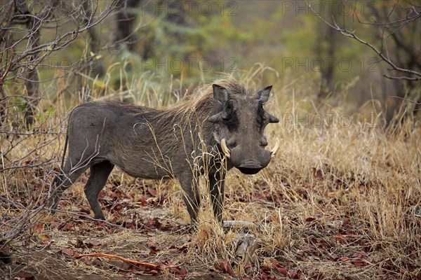 Warthog (Phacochoerus aethiopicus)