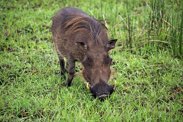 Warthog (Phacochoerus aethiopicus)