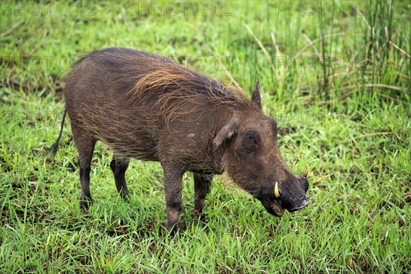 Warthog (Phacochoerus aethiopicus)