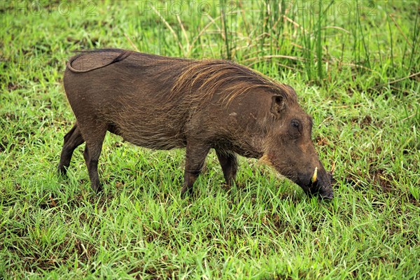 Warthog (Phacochoerus aethiopicus)