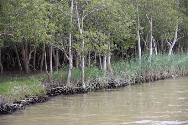 White Mangrove (Laguncularia racemosa)