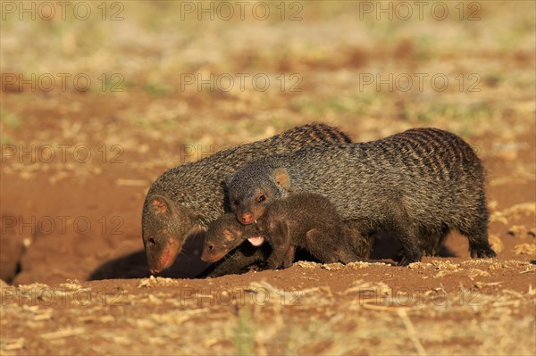 Banded mongoose (Mungos mungo)