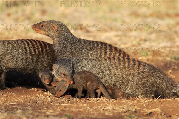 Banded Mongooses (Mungos mungo)