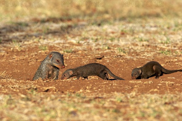 Banded Mongoose (Mungos mungo)