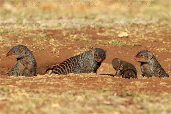 Banded Mongoose (Mungos mungo)