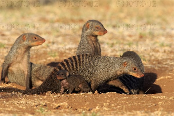 Banded Mongoose (Mungos mungo)