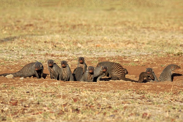 Banded Mongoose (Mungos mungo)